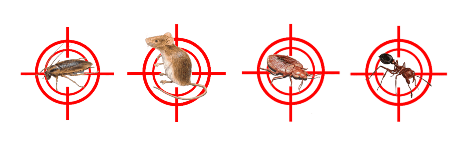 Target images
